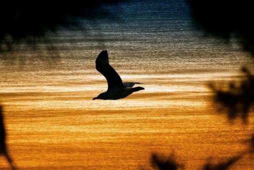 Fly to sunset - Free Stock Photo