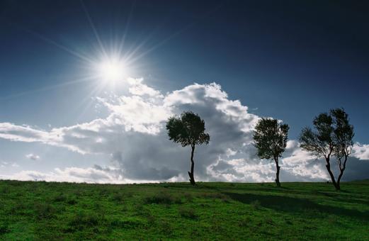 Sunshine and Trees - Free Stock Photo
