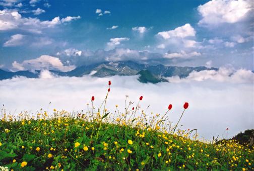 Flee the grass - Free Stock Photo