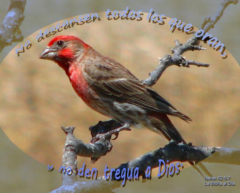 Free stock image of No Descansen-Oran created by DFNatureAwed