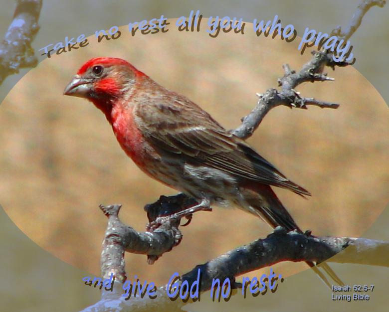 Free stock image of Take No Rest-Pray created by DFNatureAwed