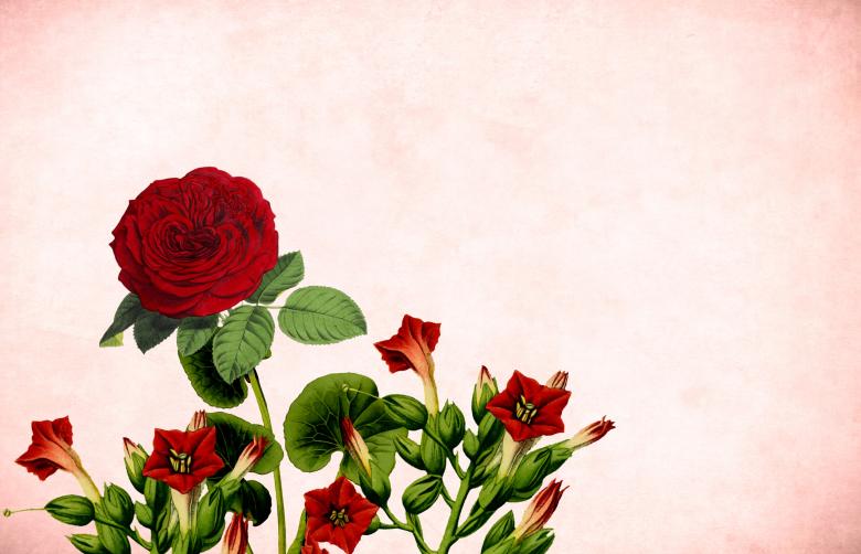Free stock image of Red Rose Vintage Card created by mohamed hassan