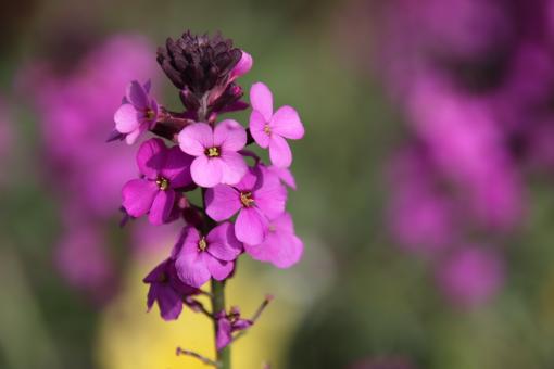 Purple beauty - Free Stock Photo