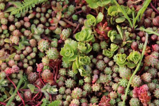 Creeping Succulents - Free Stock Photo