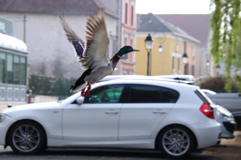 Free stock image of Ready for take-off?? Ready!! created by GAIMARD Jacques