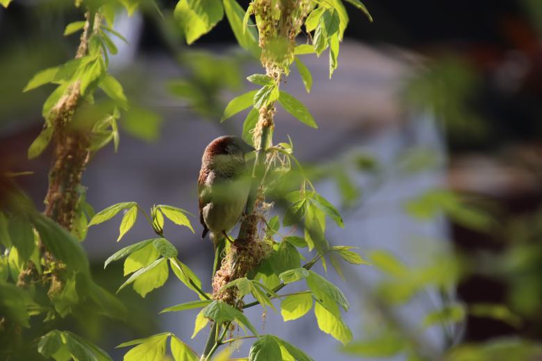 Free stock image of Sparrow picking seed on a branch created by GAIMARD Jacques
