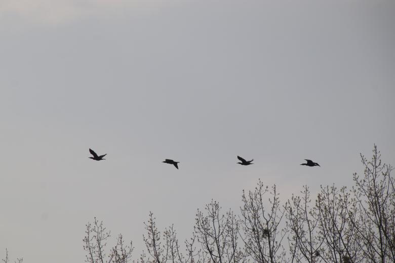Free stock image of Crows flying by created by GAIMARD Jacques