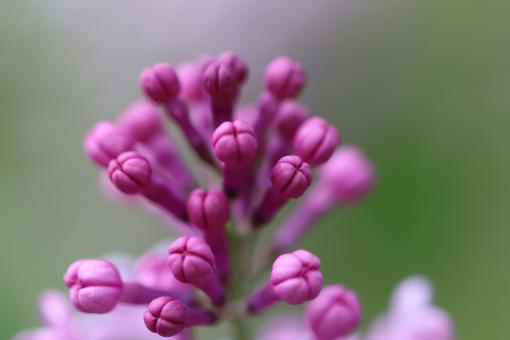 Pink lilac buds - Free Stock Photo