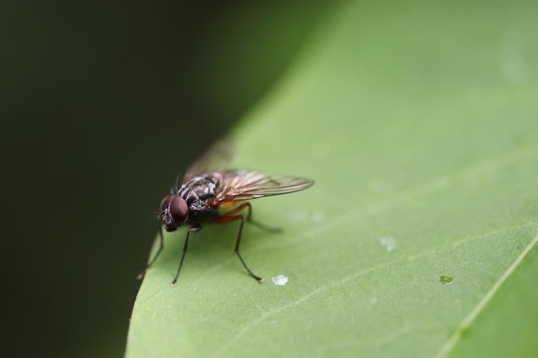 Free stock image of Fly... Me to the moon ♪♫♪♫ created by GAIMARD Jacques