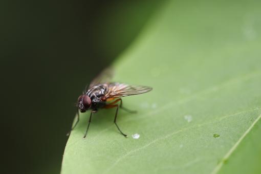 Free Stock Photo of Fly... Me to the moon ♪♫♪♫