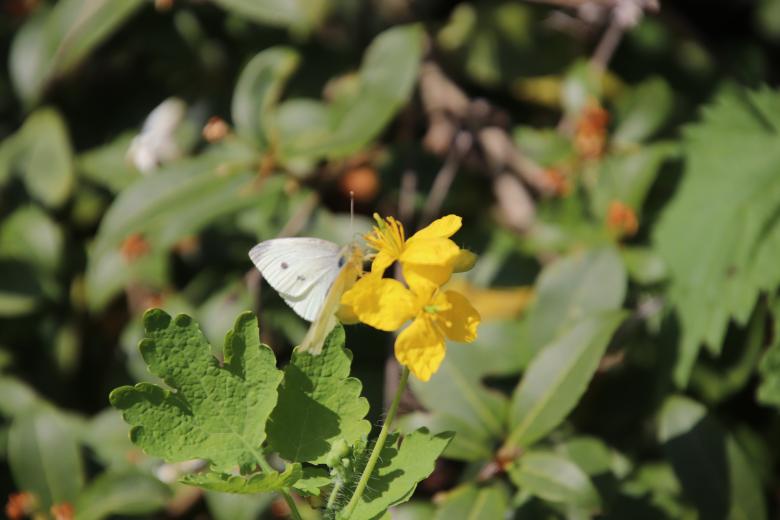 Free stock image of Spring butterfly on yellow flower created by GAIMARD Jacques