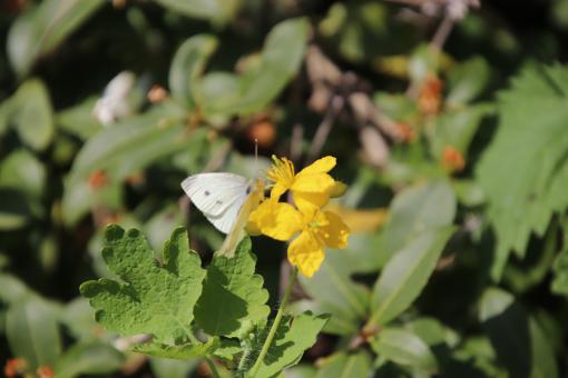 Spring butterfly on yellow flower - Free Stock Photo