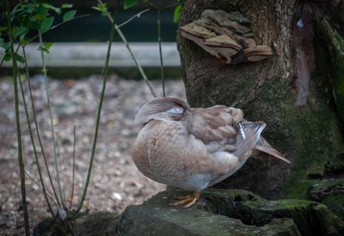 Sleeping Duck - Free Stock Photo