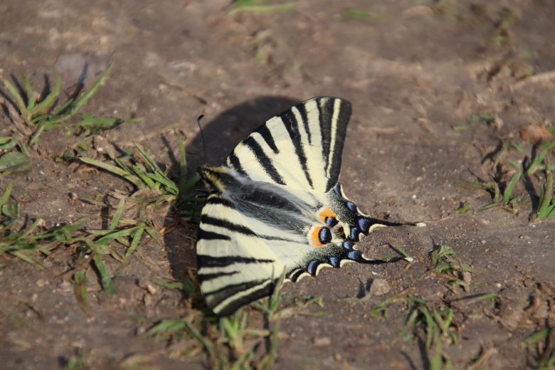 Free stock image of Beautiful butterfly on the ground created by GAIMARD Jacques