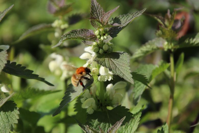 Free stock image of Bumblebee foraging created by GAIMARD Jacques