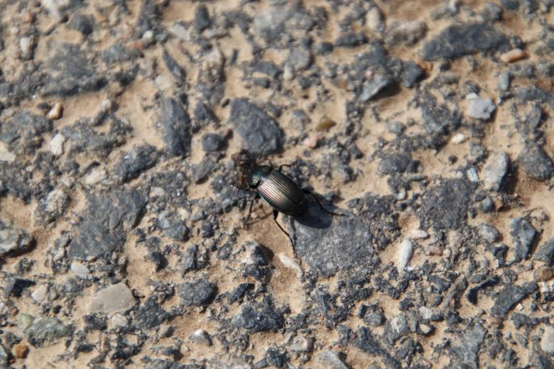 Free stock image of Painfully crossing the road! created by GAIMARD Jacques