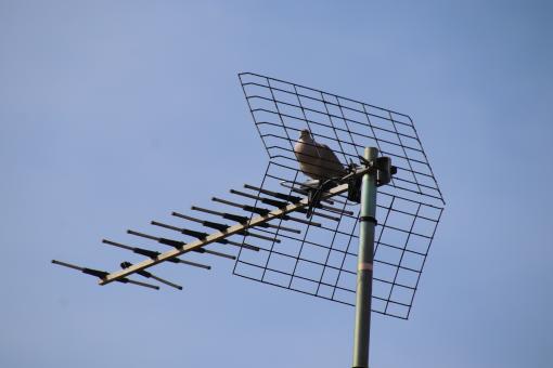 Pigeon 