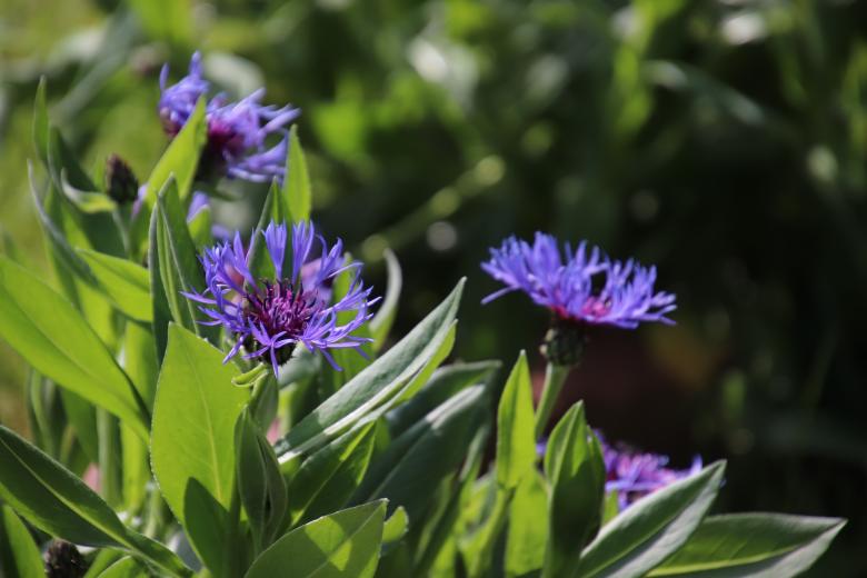 Free stock image of Beautiful blue spring flowers created by GAIMARD Jacques
