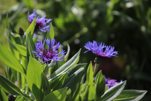 Beautiful blue spring flowers - Free Stock Photo