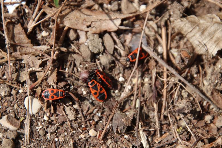 Free stock image of Large insect family! created by GAIMARD Jacques