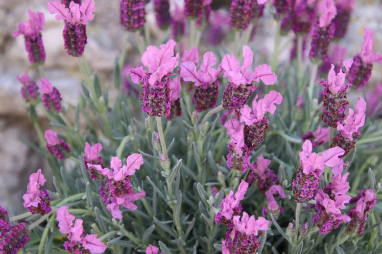 Free stock image of Beautiful spring flowers created by GAIMARD Jacques
