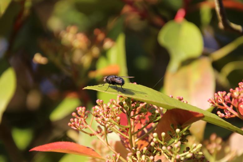 Free stock image of The foraging fly created by GAIMARD Jacques