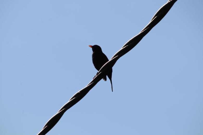 Free stock image of Singing on my wire created by GAIMARD Jacques