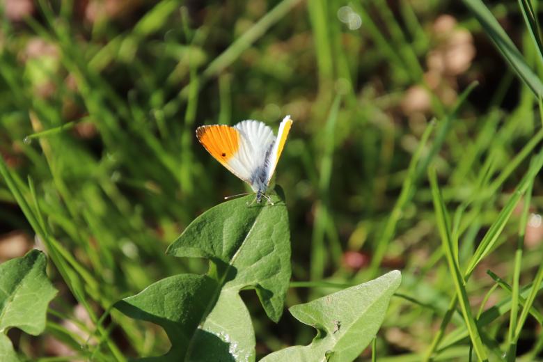Free stock image of Resting on my fresh leaf created by GAIMARD Jacques