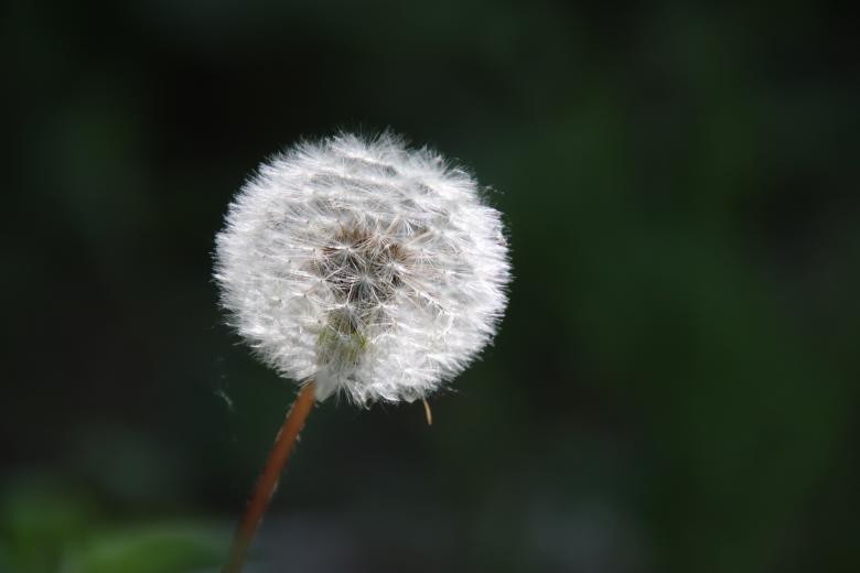 Free stock image of Dandelion's seeds created by GAIMARD Jacques