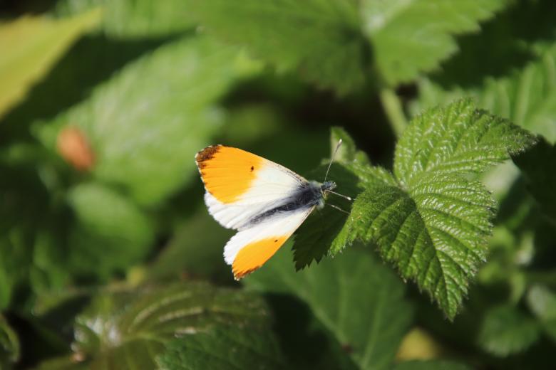 Free stock image of Early spring butterfly created by GAIMARD Jacques