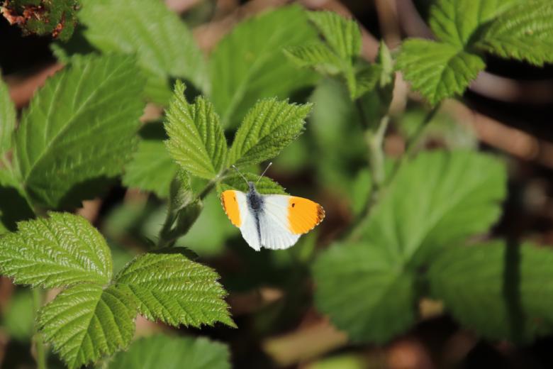 Free stock image of Early spring butterfly created by GAIMARD Jacques
