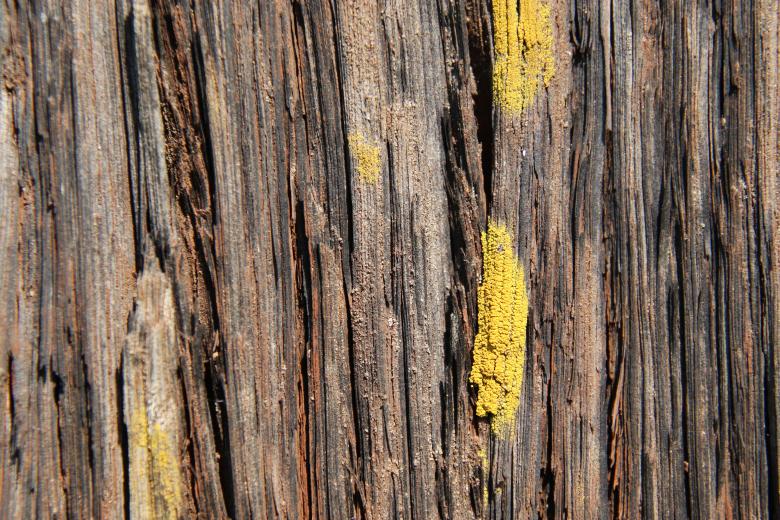 Free stock image of Wood texture with green lichen created by GAIMARD Jacques