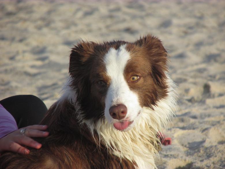 Free stock image of Pet Dog on a beach created by Michiru Maeda