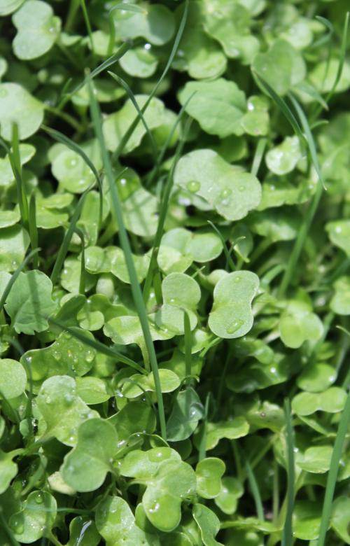 Free stock image of Green lawn created by NomeVizualizzato