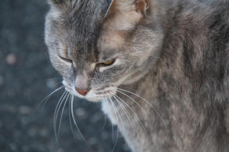 Free stock image of Cat during a reflexion period created by GAIMARD Jacques
