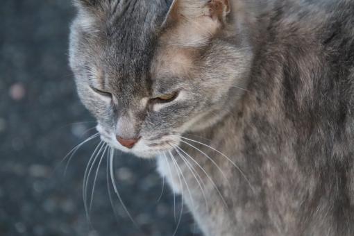 Cat during a reflexion period - Free Stock Photo