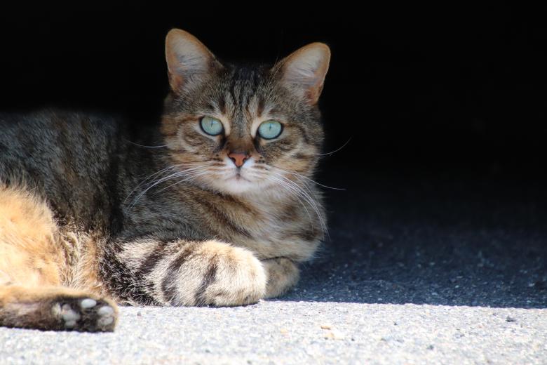 Free stock image of I ain't moving from under the car! Even for you... created by GAIMARD Jacques