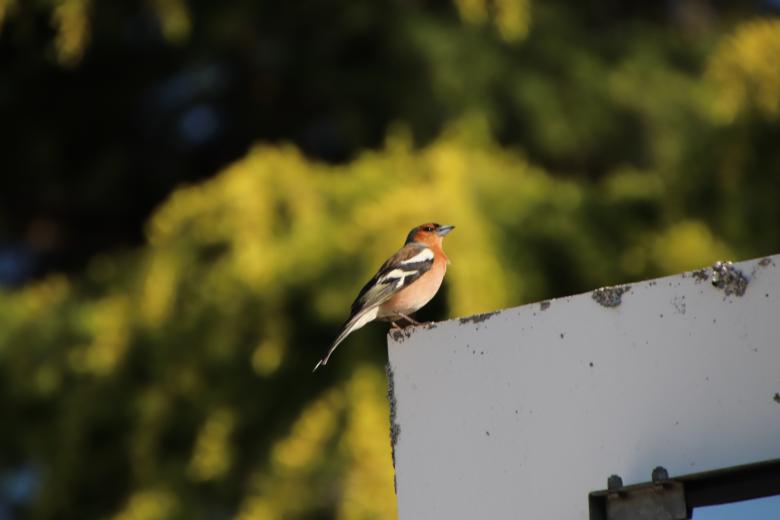Free stock image of Chaffinch Resting created by GAIMARD Jacques