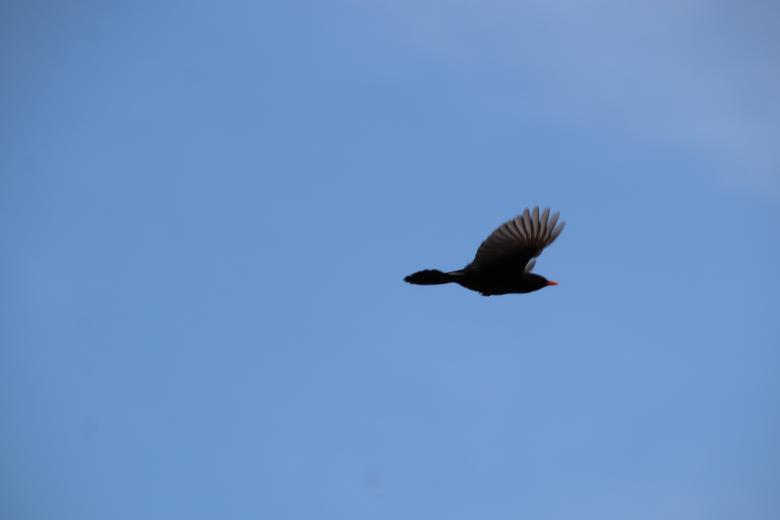 Free stock image of Flying away from picture-man!! created by GAIMARD Jacques
