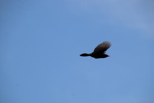 Free Stock Photo of Flying away from picture-man!!