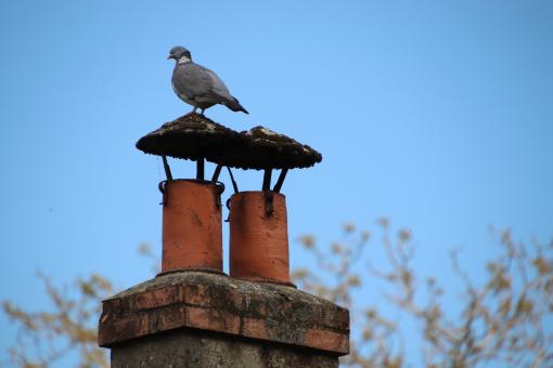 Free Stock Photo of Finally!!! Winter's over