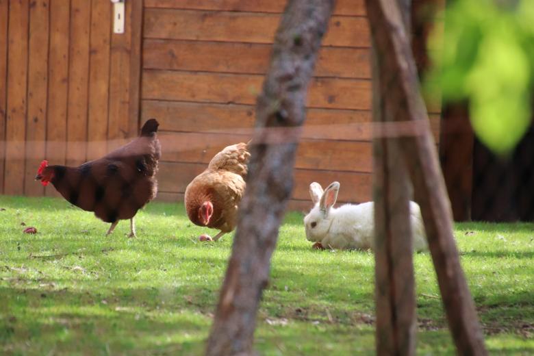Free stock image of I get along pretty well with my hens... created by GAIMARD Jacques