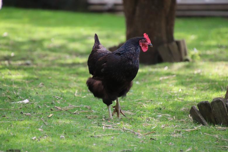 Free stock image of Black hens are the best! Right ? created by GAIMARD Jacques