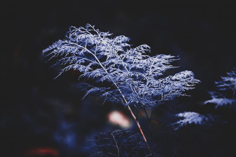 Free stock image of Blue leafed plant created by Mayank kumar satlewal