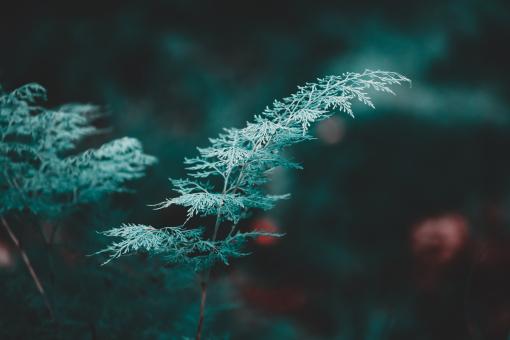 Selective focused photography of green leaves plant  - Free Stock Photo