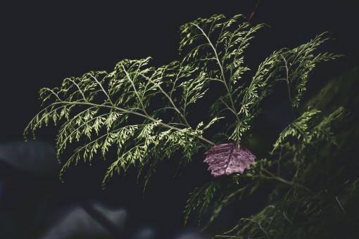 Green leaves plant - Free Stock Photo