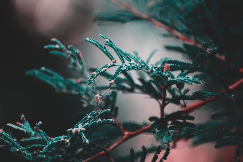 Free stock image of Shallow focus photo of tree created by Mayank kumar satlewal