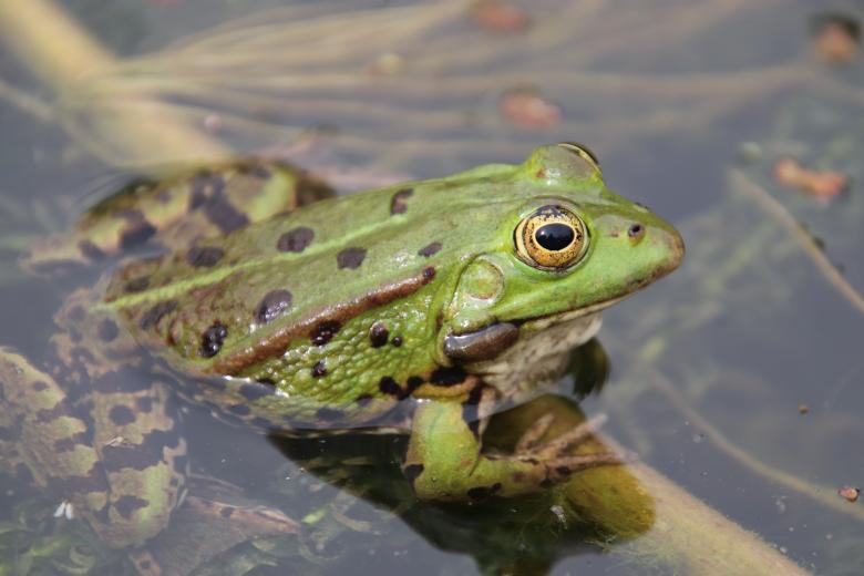Free stock image of If I'm a beautiful frog??? You bet! created by GAIMARD Jacques