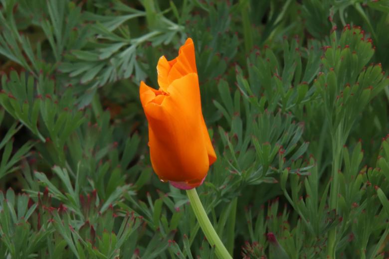 Free stock image of Orange papaver created by GAIMARD Jacques