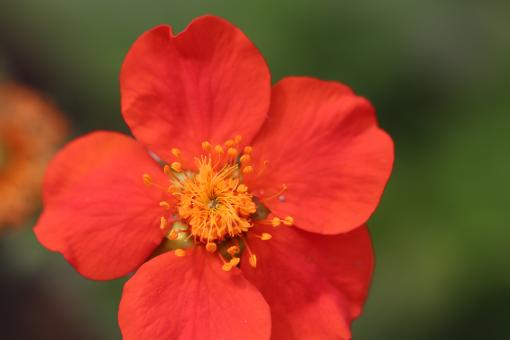 Free Stock Photo of Gorgeous red flower